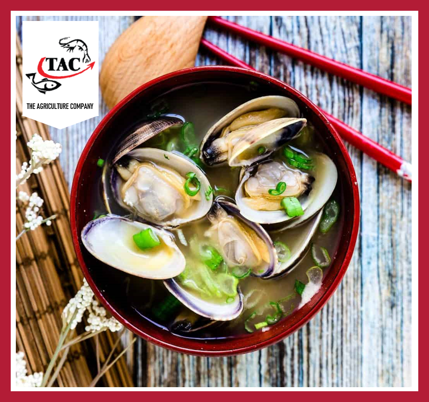 [BUY 1 FREE 1] Asari Clam 日本花蛤 500g/pkt